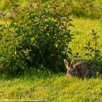 Buy canvas prints of Bunny. by Anthony Moore