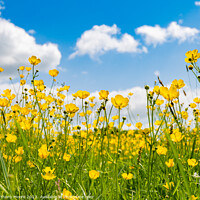 Buy canvas prints of Buttercups in the Meadow 1 by Anthony Moore
