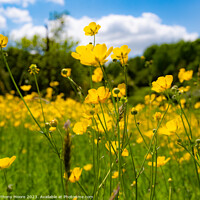 Buy canvas prints of Buttercups in the Meadow 2 by Anthony Moore