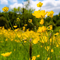 Buy canvas prints of Buttercups in the Meadow 3 by Anthony Moore