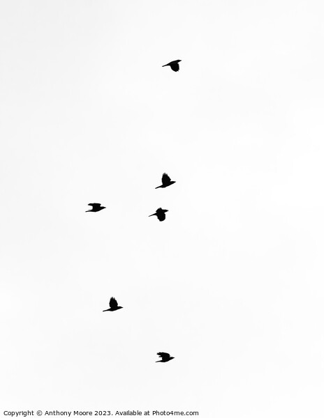 Skyward Seagulls in Synchrony Picture Board by Anthony Moore