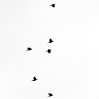 Buy canvas prints of Skyward Seagulls in Synchrony by Anthony Moore