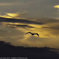 Buy canvas prints of Twilight Flight: A Bird's Aerial Dance by Anthony Moore