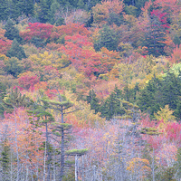 Buy canvas prints of Fall Colors In Acadia National Park, Maine, USA by David Roossien