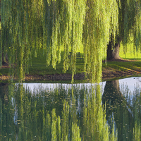 Buy canvas prints of Willow Trees, Lancaster Pennsylvania by David Roossien