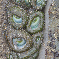 Buy canvas prints of Anemone Eyes, Ruby Beach, Washington by David Roossien