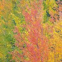Buy canvas prints of Nederland Colors, Colorado, USA by David Roossien