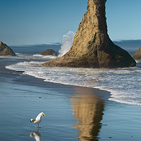 Buy canvas prints of Chokng Call and Witch's Hat, Bandon, Oregon, USA by David Roossien