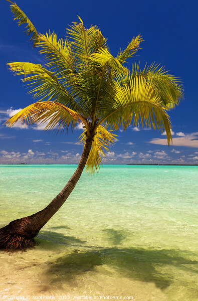 Bora Bora Palm trees tropical luxury vacation resort Picture Board by Spotmatik 
