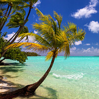 Buy canvas prints of Bora Bora beach palms in sunlight Luxury beach  by Spotmatik 