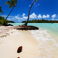 Buy canvas prints of Coconuts washed up palm tree crystal sandy beach  by Spotmatik 