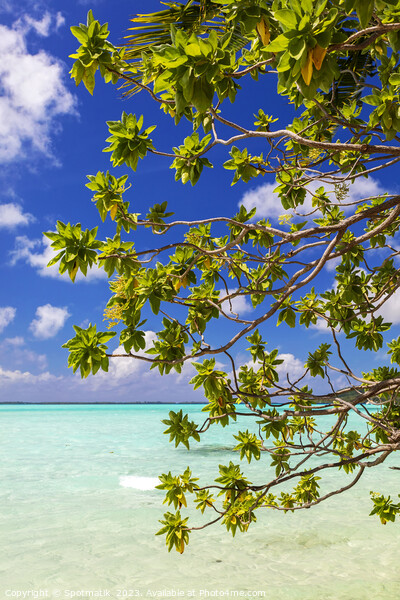 Bora Bora green Coconut tree above turquoise lagoon  Picture Board by Spotmatik 