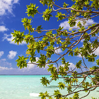 Buy canvas prints of Bora Bora green Coconut tree above turquoise lagoon  by Spotmatik 