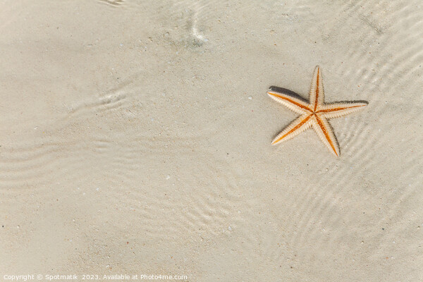 The starfish on white sandy tropical beach Caribbean Picture Board by Spotmatik 