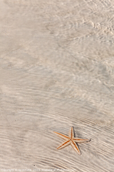 The starfish on white sandy tropical beach Bahamas Picture Board by Spotmatik 