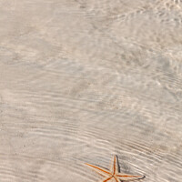 Buy canvas prints of The starfish on white sandy tropical beach Bahamas by Spotmatik 