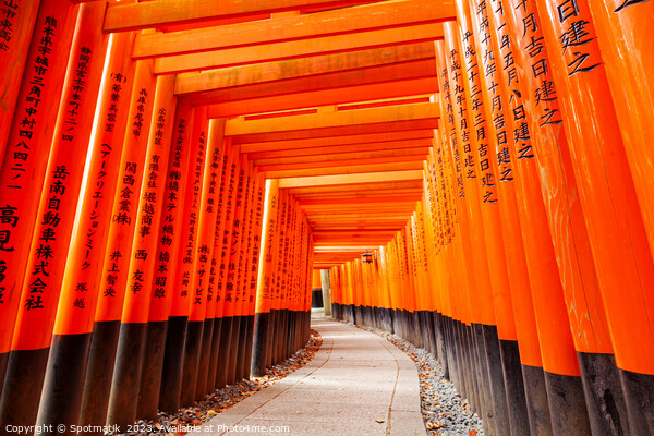 Torii gates Japan Buddhist temple Taisha sacred shrine Picture Board by Spotmatik 