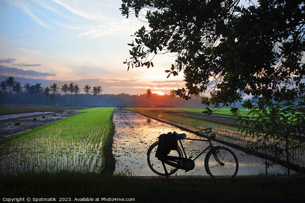 Sunset Java Indonesian bicycle rice paddy fields Asia Picture Board by Spotmatik 