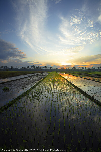 Sunset Java Indonesian farmer growing rice crops Asia Picture Board by Spotmatik 