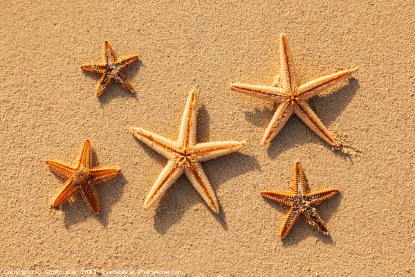 Starfish from tropical ocean on Caribbean island beach Picture Board by Spotmatik 
