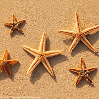 Buy canvas prints of Starfish from tropical ocean on Caribbean island beach by Spotmatik 