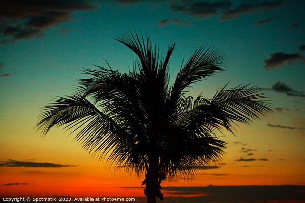 Palm tree at sunset tropical Island beach America Picture Board by Spotmatik 