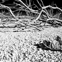 Buy canvas prints of Salton Sea landlocked sea bed fish skeleton California  by Spotmatik 