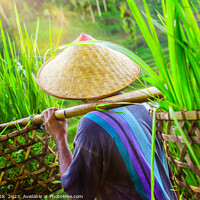 Buy canvas prints of Bali male Indonesian worker carrying crops of rice by Spotmatik 