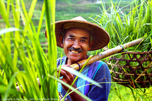 Portrait Bali man collecting rice plants bamboo baskets  Picture Board by Spotmatik 