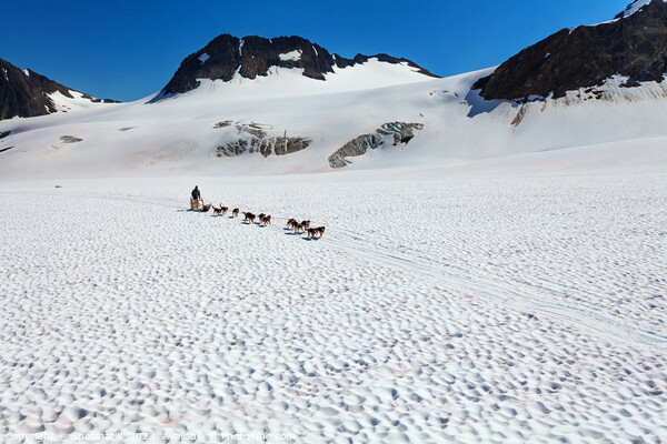 Aerial view of Alaska dogsledding team Chugach Mountains Picture Board by Spotmatik 