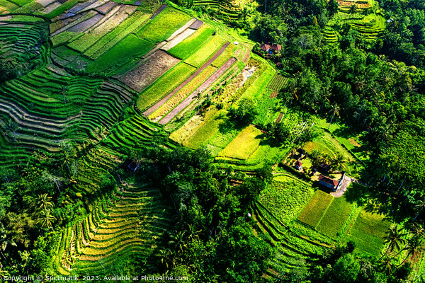 Aerial Bali Indonesia Ubud plantation rice terraces Asia Picture Board by Spotmatik 