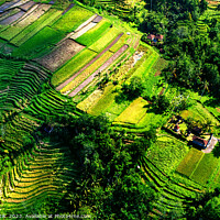 Buy canvas prints of Aerial Bali Indonesia Ubud plantation rice terraces Asia by Spotmatik 