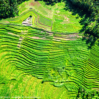Buy canvas prints of Aerial view Ubud plantation farming rice terraces Bali  by Spotmatik 