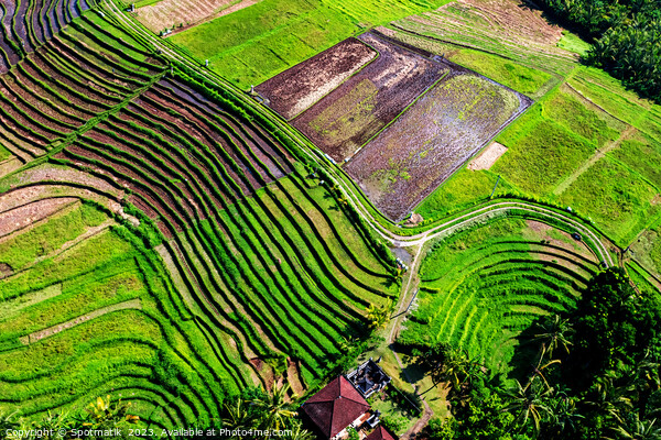 Aerial Bali plantation farming on rice terraces Indonesia Picture Board by Spotmatik 