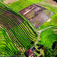 Buy canvas prints of Aerial Bali plantation farming on rice terraces Indonesia by Spotmatik 