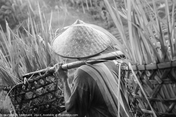 Bali male Indonesian worker carrying crops of rice Picture Board by Spotmatik 