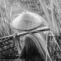 Buy canvas prints of Bali male Indonesian worker carrying crops of rice by Spotmatik 