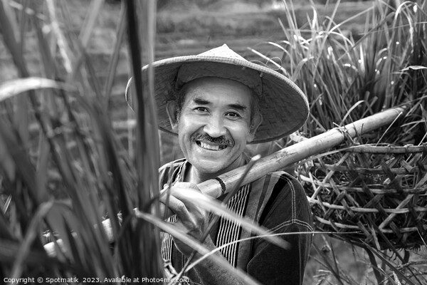 Portrait Bali man collecting rice plants bamboo baskets  Picture Board by Spotmatik 