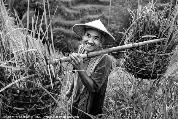 Indonesian traditional male worker on hillside rice field  Picture Board by Spotmatik 