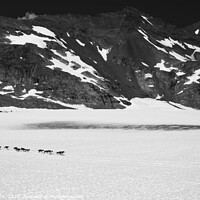 Buy canvas prints of Aerial view team of Alaskan Husky dogsledding USA by Spotmatik 