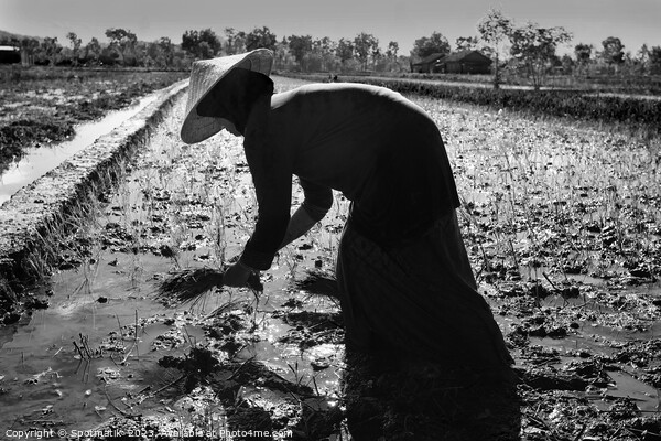 Java Indonesia female worker planting rice seedlings Asia Picture Board by Spotmatik 