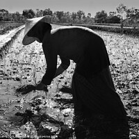 Buy canvas prints of Java Indonesia female worker planting rice seedlings Asia by Spotmatik 