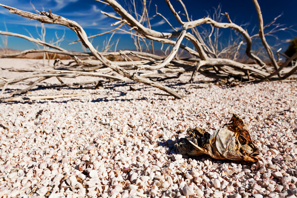 Salton Sea landlocked sea bed fish skeleton California  Picture Board by Spotmatik 