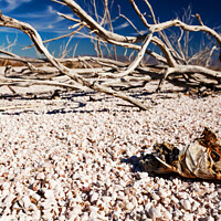 Buy canvas prints of Salton Sea landlocked sea bed fish skeleton California  by Spotmatik 