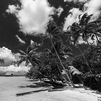 Buy canvas prints of Bora Bora Palm trees tropical luxury vacation resort by Spotmatik 