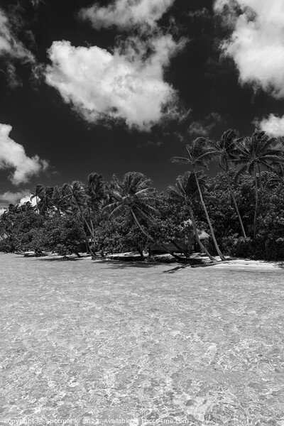 Bora Bora Palm trees tropical luxury vacation resort Picture Board by Spotmatik 