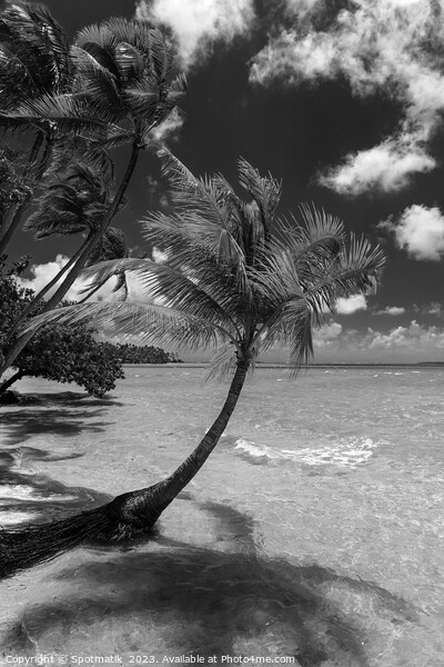 Bora Bora beach palms in sunlight Luxury beach  Picture Board by Spotmatik 