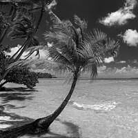 Buy canvas prints of Bora Bora beach palms in sunlight Luxury beach  by Spotmatik 