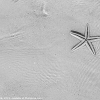 Buy canvas prints of The starfish on white sandy tropical beach Caribbean by Spotmatik 