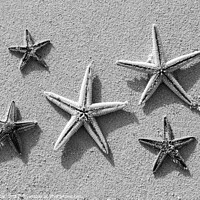 Buy canvas prints of Starfish from tropical ocean on Caribbean island beach by Spotmatik 